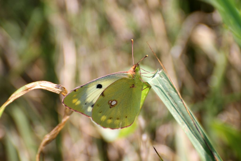 Colias crocea entrambe? S